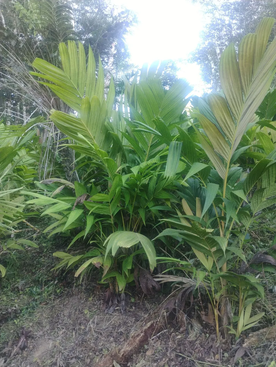 Mudinhas de palmeira nativa para paisagismo