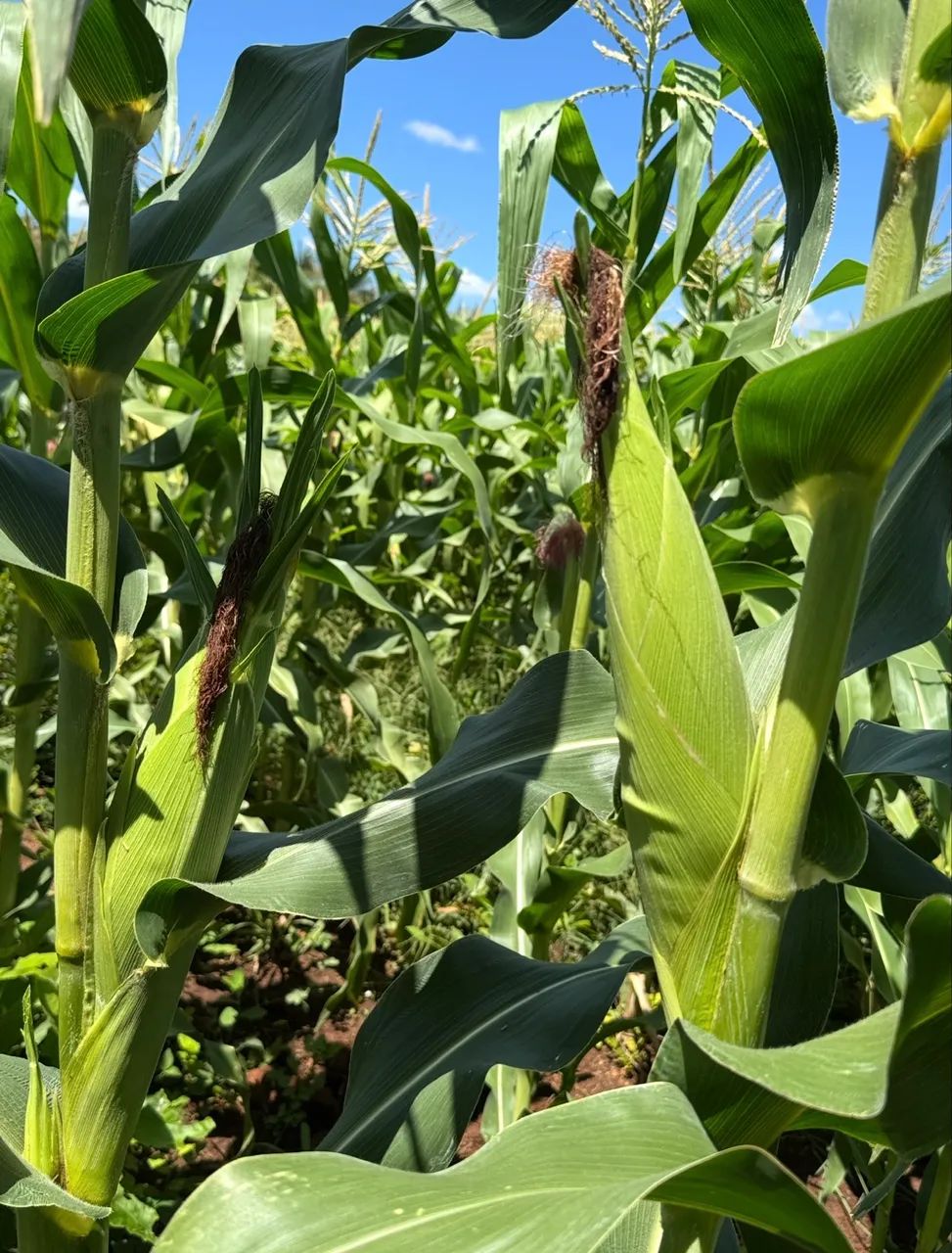 Venda de espiga de milho  - Foto 2