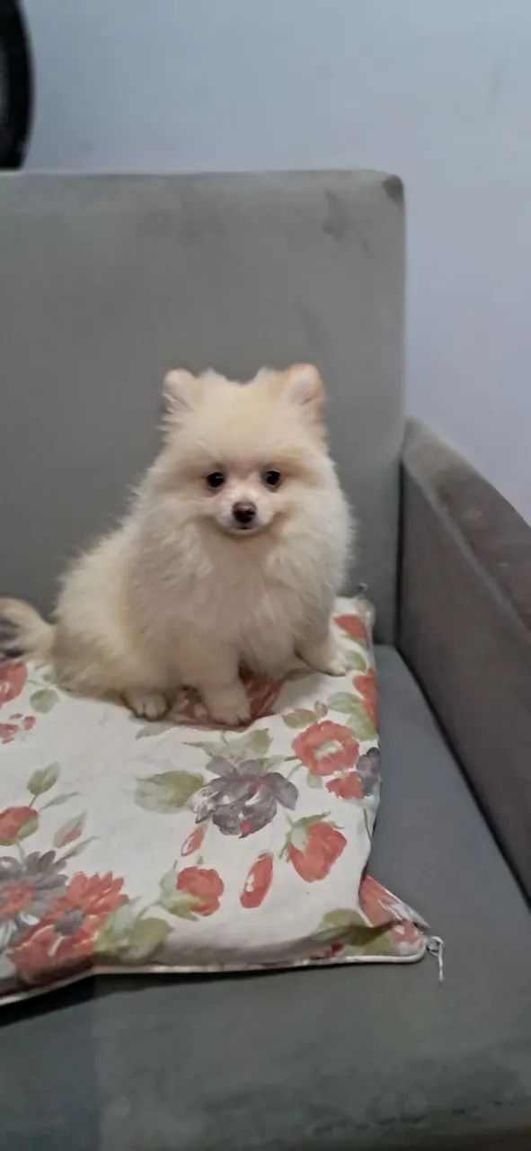 Spitz Alemão MACHOS  - Foto 4