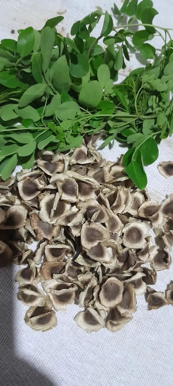 Moringa ,a plata  do futuro - Foto 5