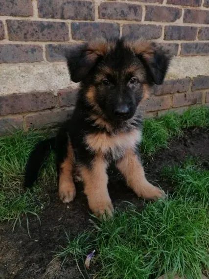 Pastor Alemão Cachorro Saudável Com Garantias Em Contrato
