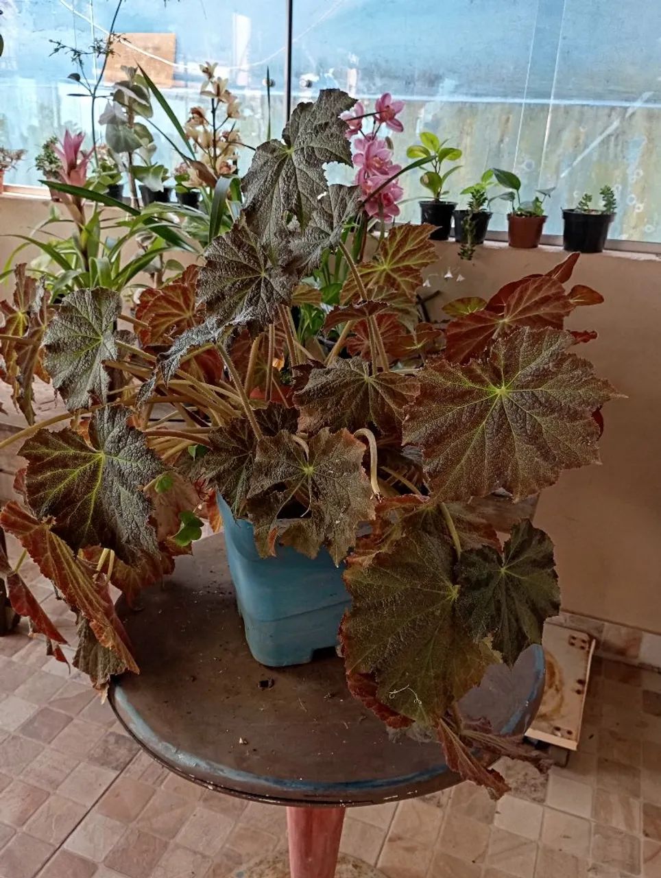 Sementes e plantas  - Foto 5