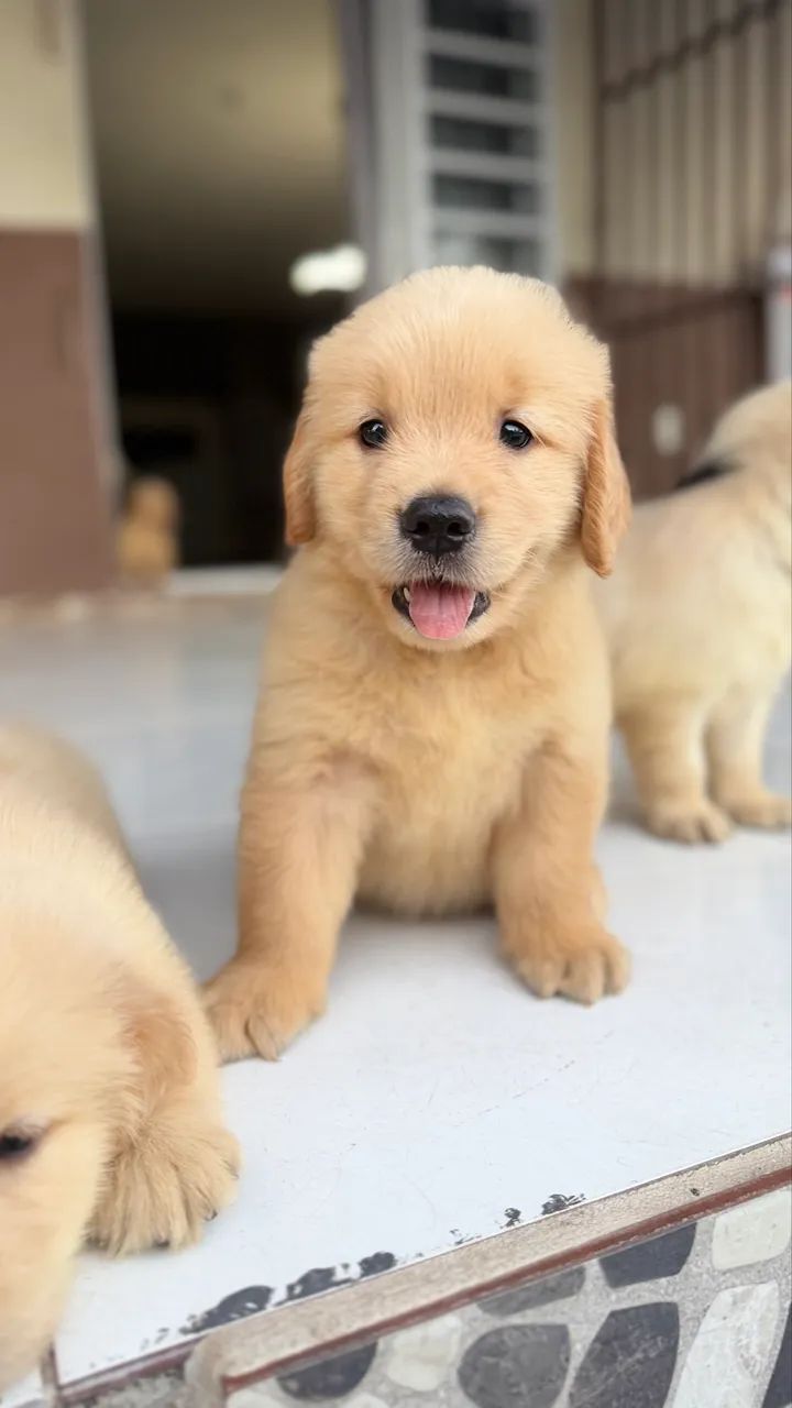 Filhotes de Golden  - Foto 2