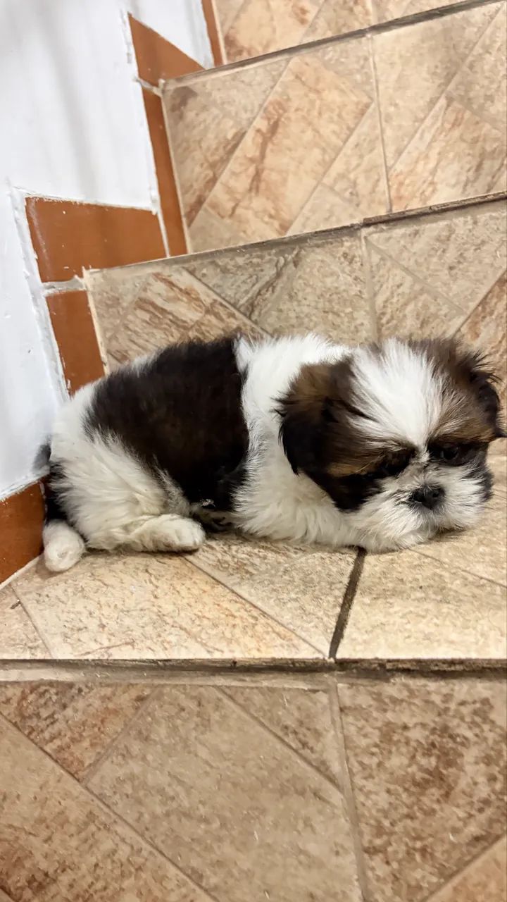 Shihtzu macho - Foto 3