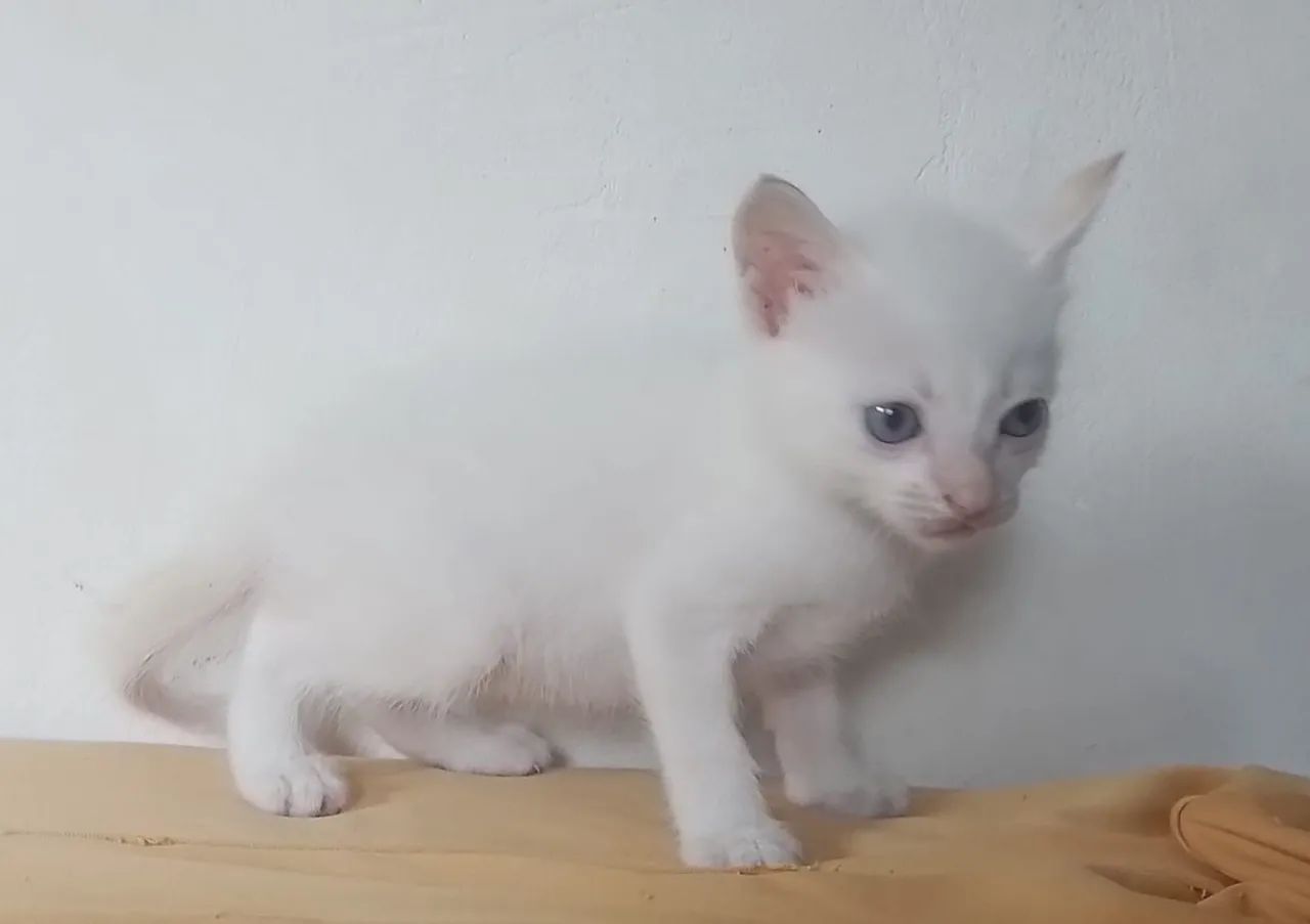 Gatinho macho pra doação  - Foto 5