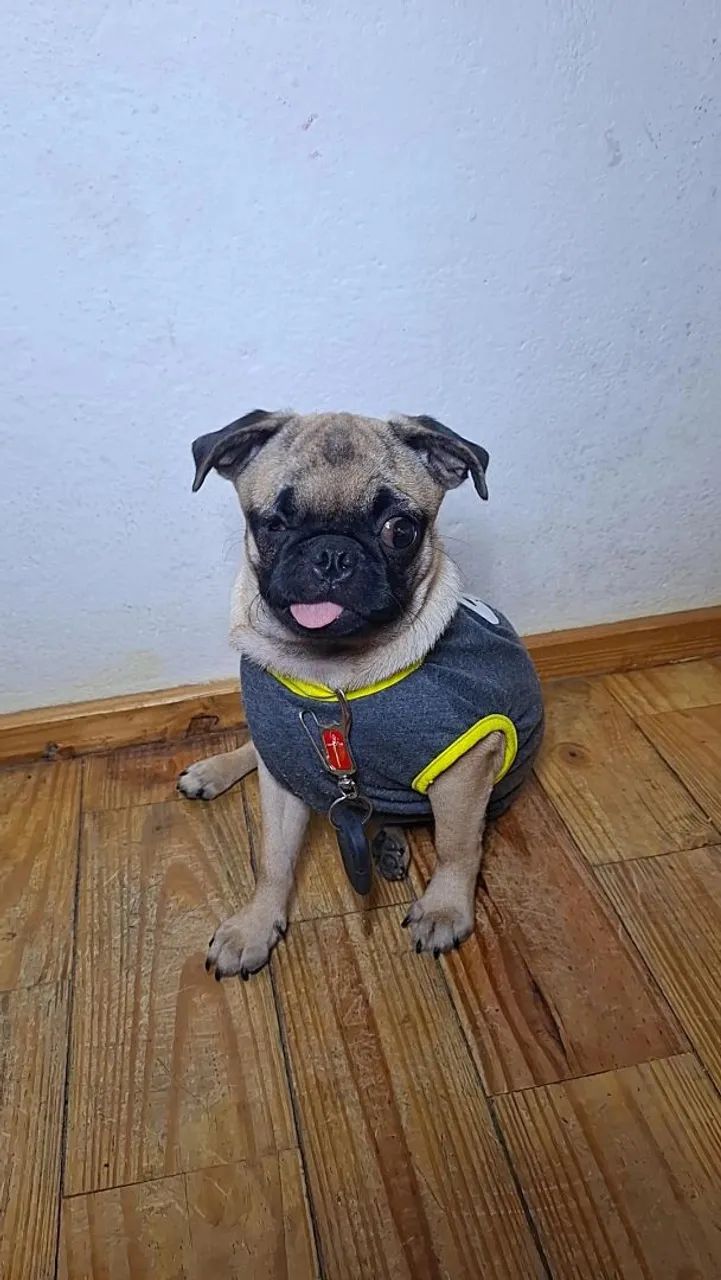 Pug Macho  - Foto 3