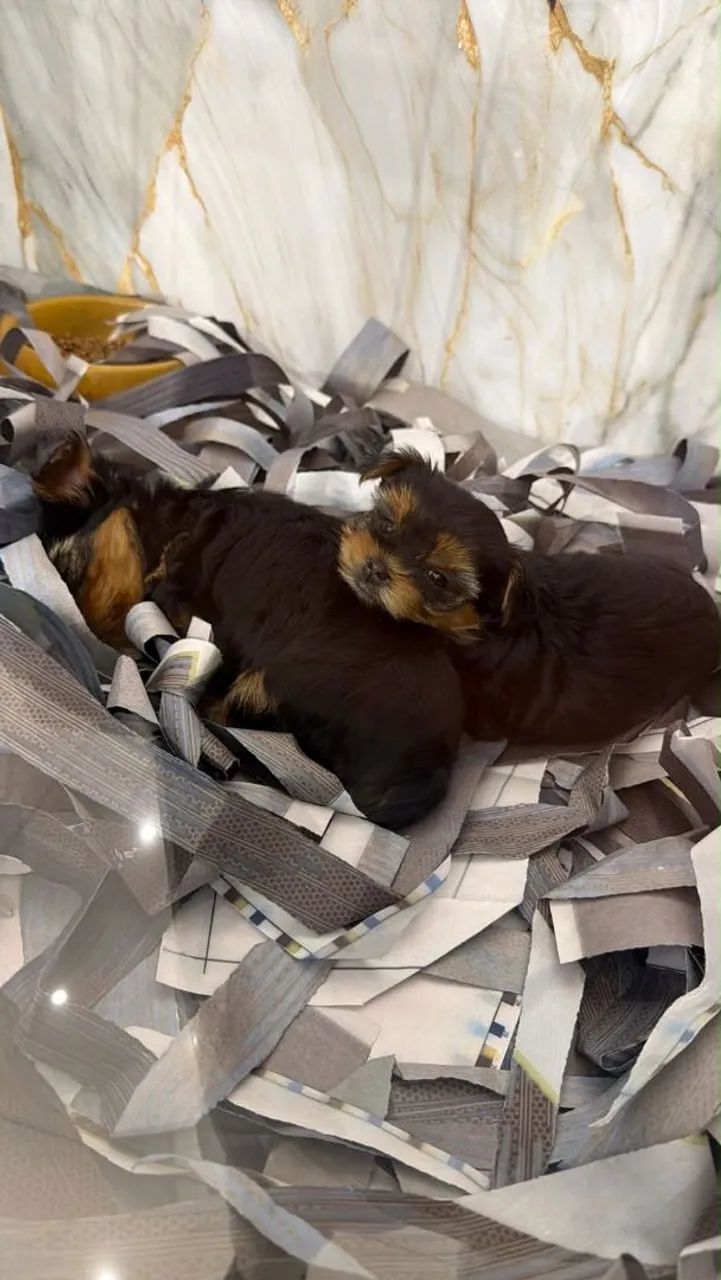 Filhote Yorkshire Terrier, O aumor verdadeiro está esperando por você!