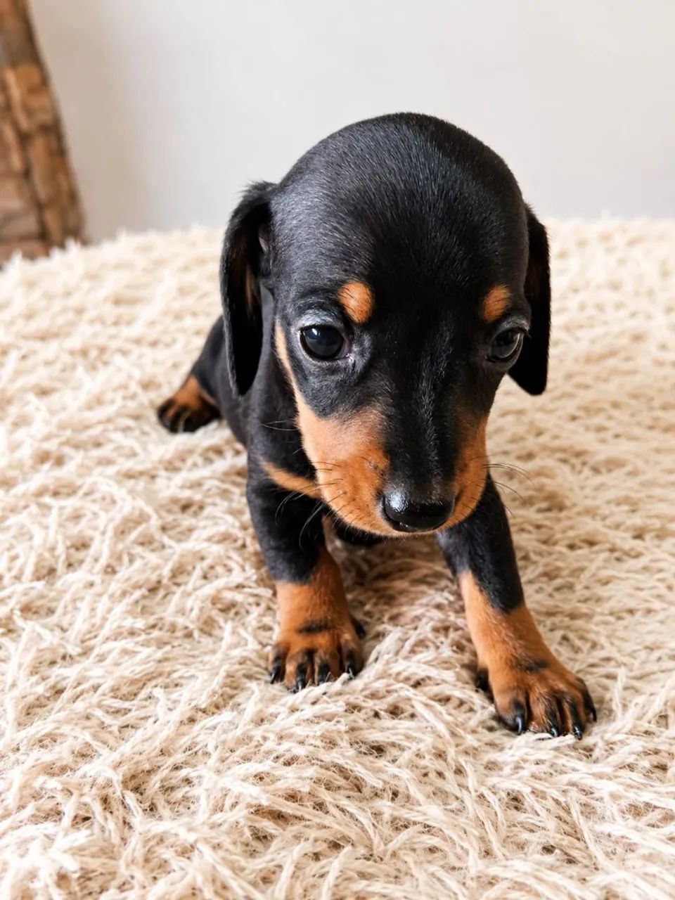 Dachshund - Foto 2