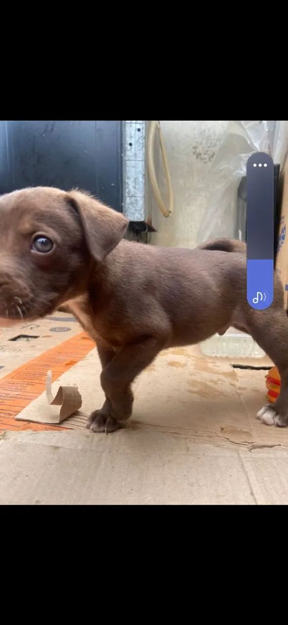 Adoção responsável  - Foto 3