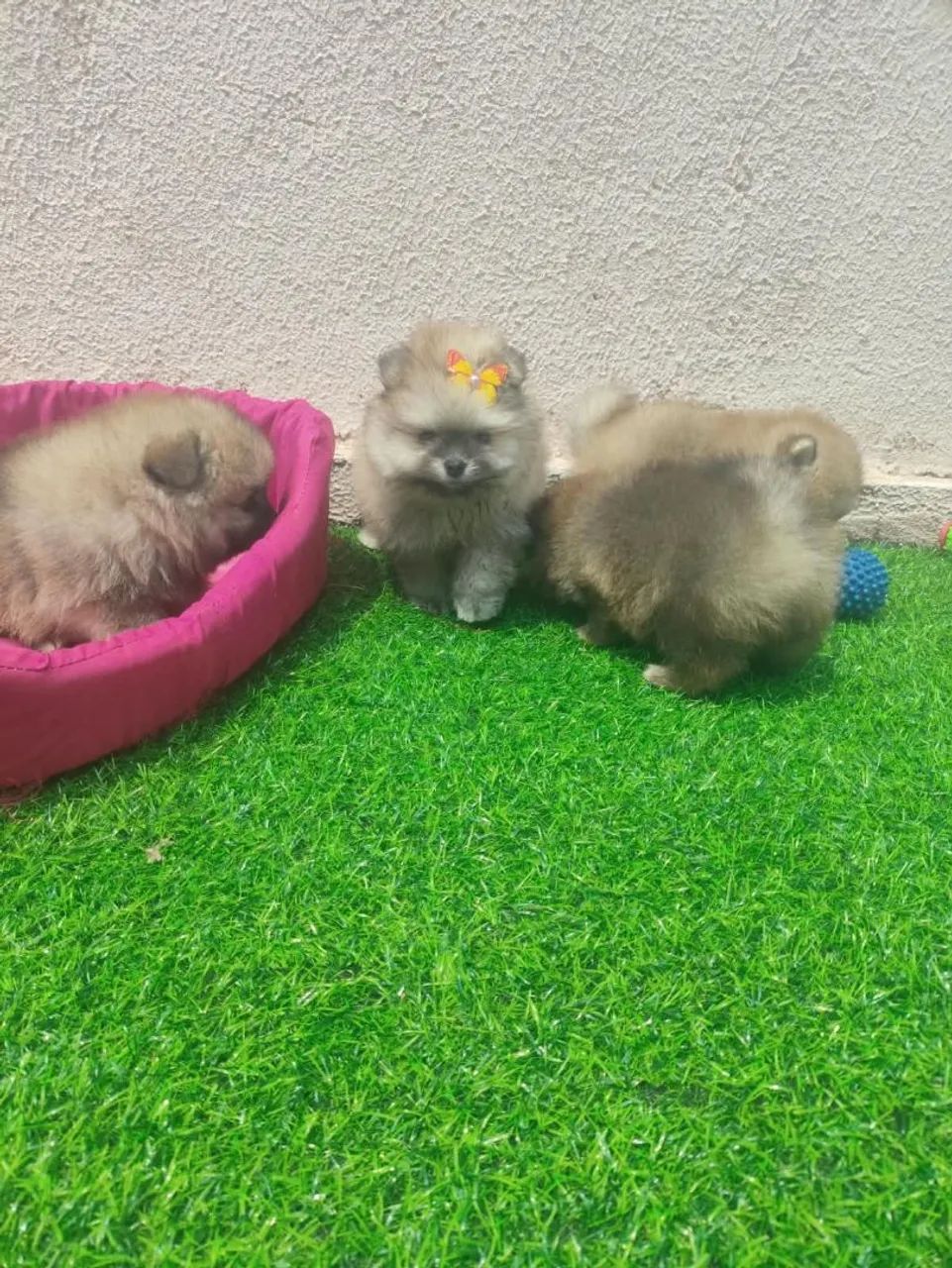 POMERANIA MACHO  - Foto 2