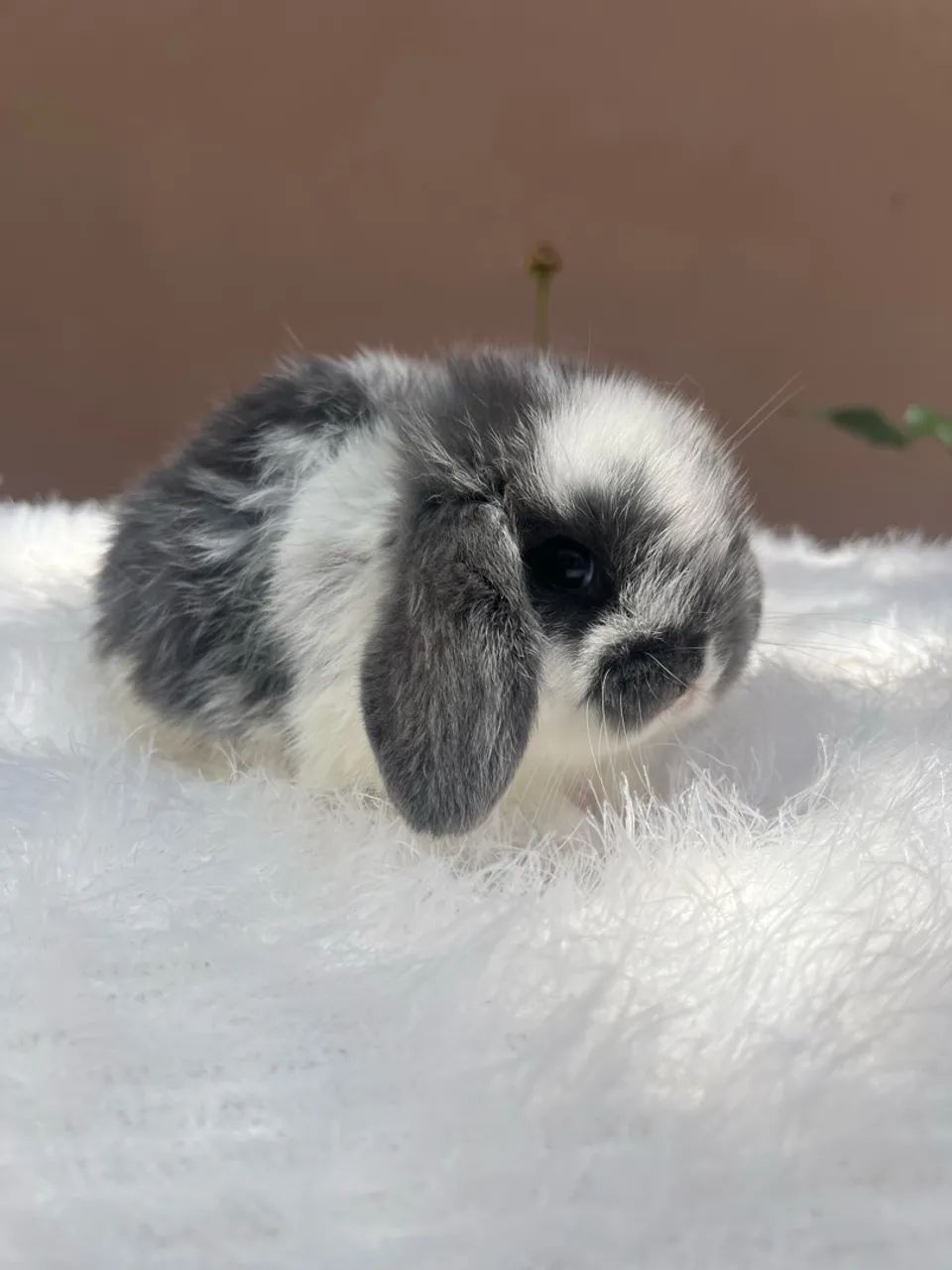 Mini coelho - Foto 2