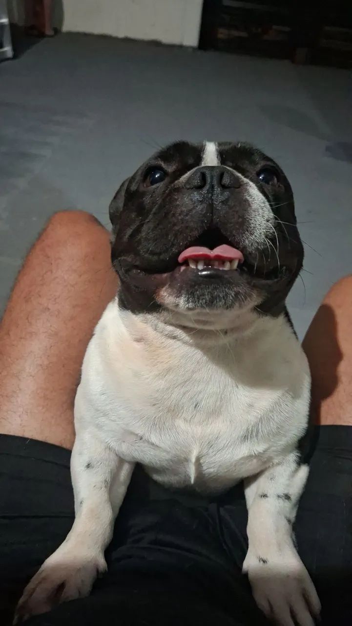Buldogue francês mini procuro namorada - Foto 5