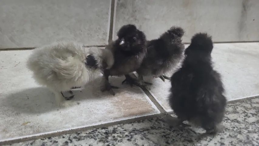 Sedosa japao polaco e comum