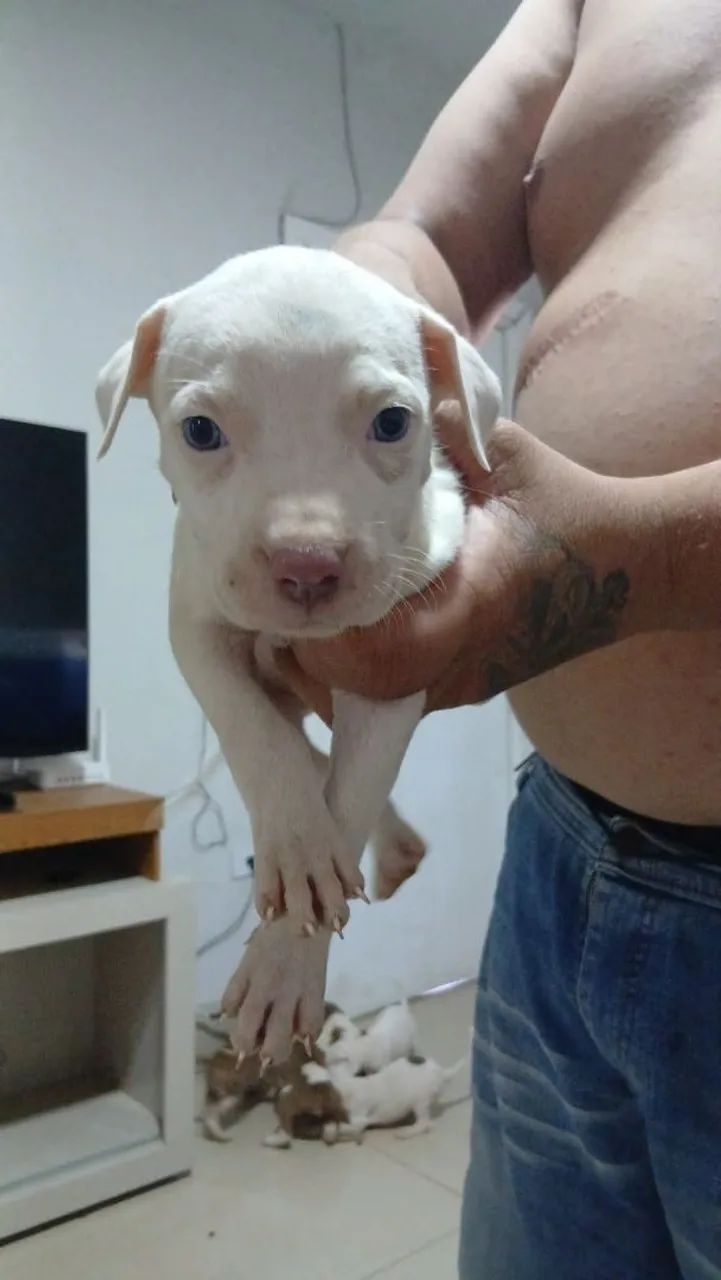 Filhotes  de pitbul  - Foto 4