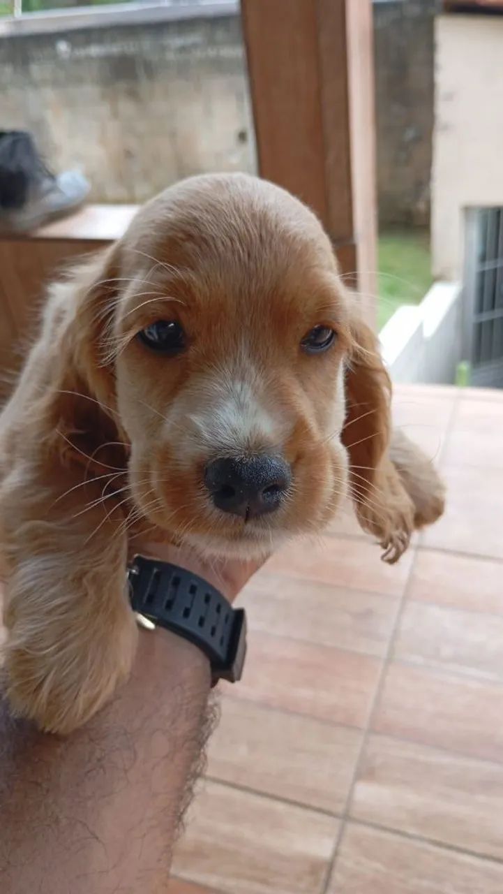 Cocker spaniel americano  - Foto 2