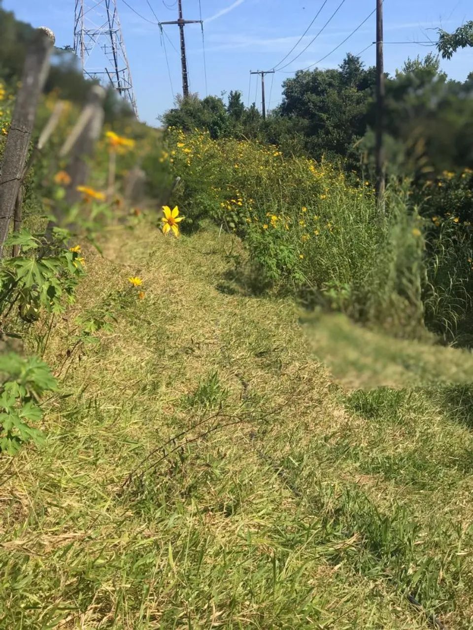 Lindo terreno vista topp próximo a ufsc e eletrosul  bairro pantanal  - Foto 5
