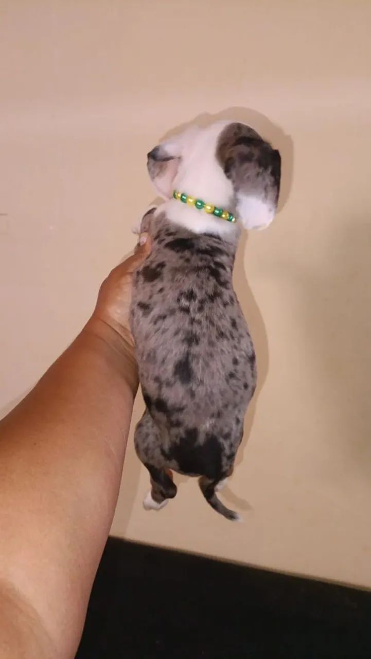 Vendo filhotes de cachorro 