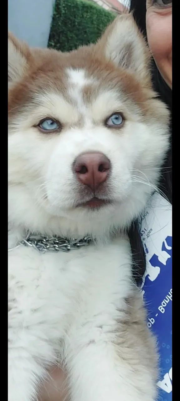 Husky siberiano  - Foto 4