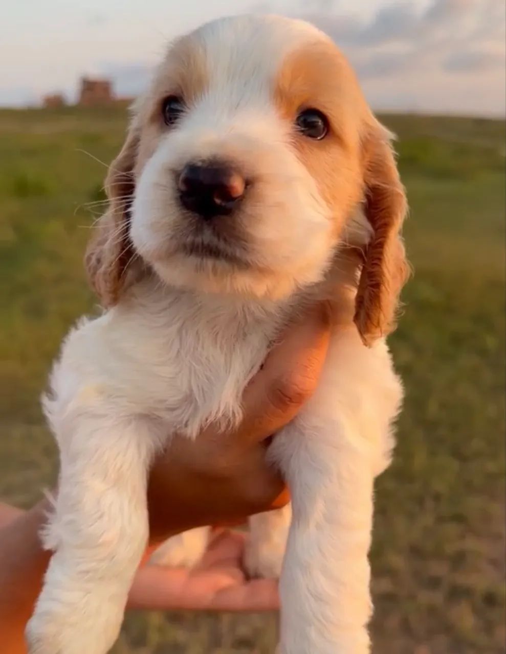 Cocker Spaniel - Foto 3