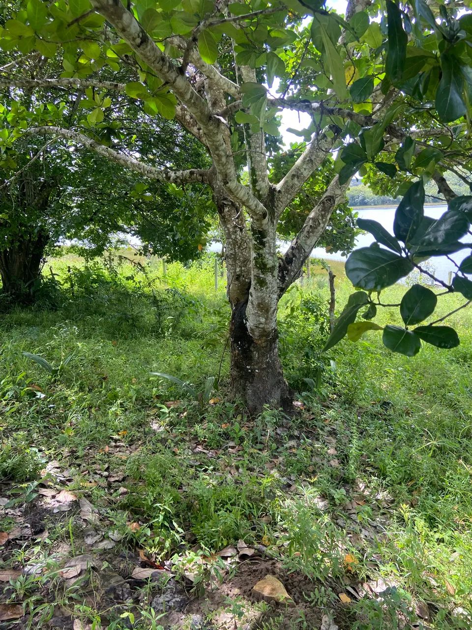 Terreno 
