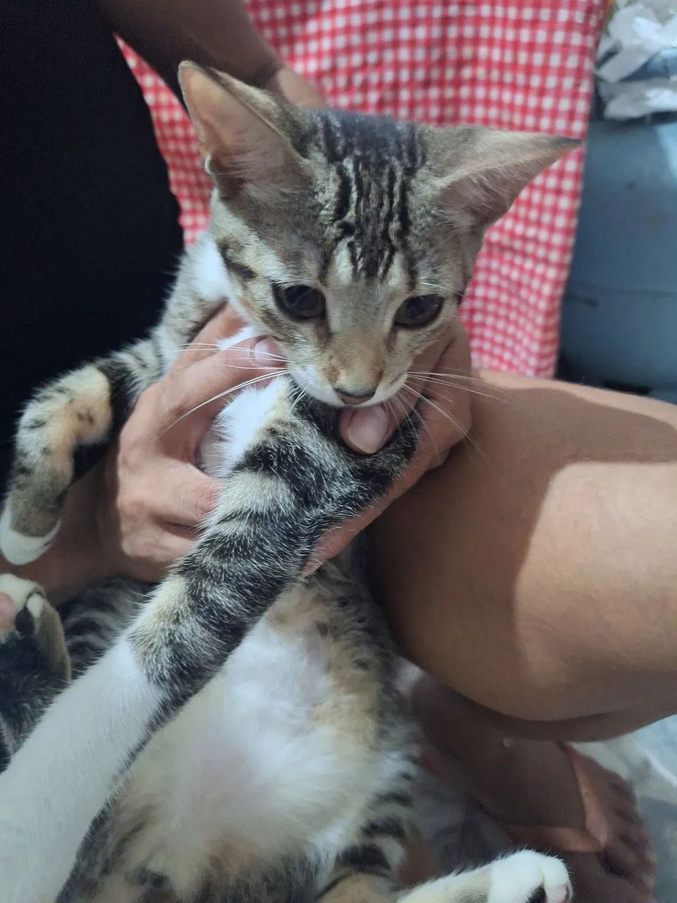 Doação de Gato Fêmea 