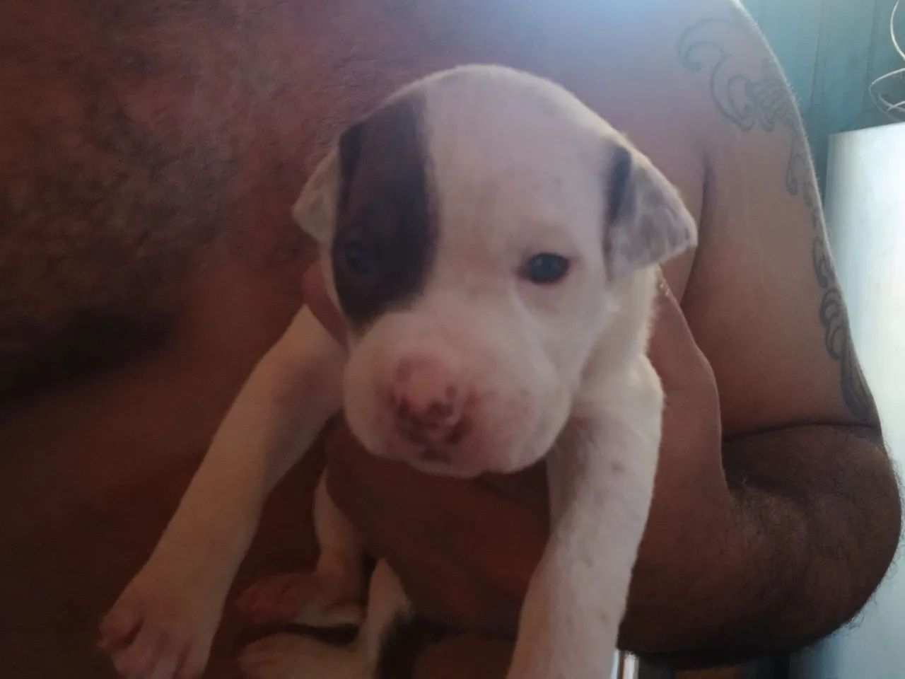 Pit bull - Foto 5