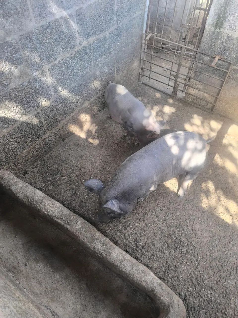 Animal  - Foto 2