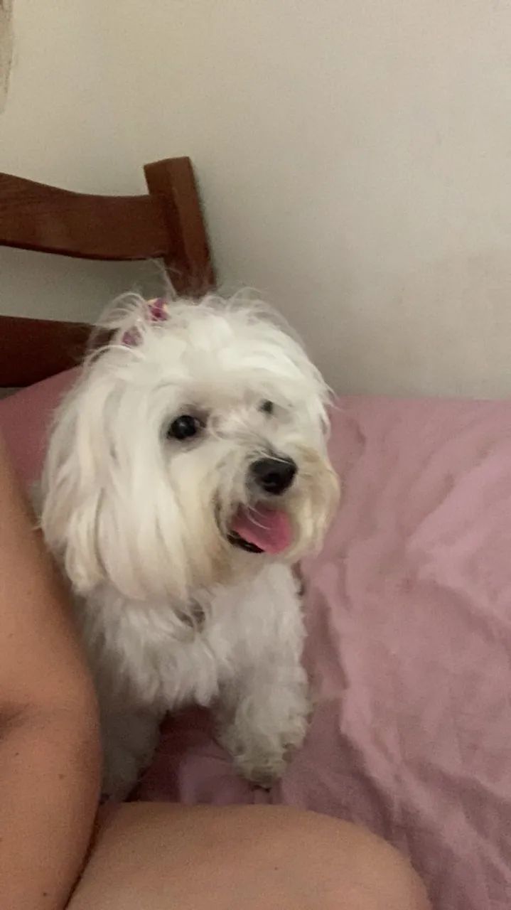 CUIDO DO SEU PET CRECHE/HOTELZINHO - Foto 3