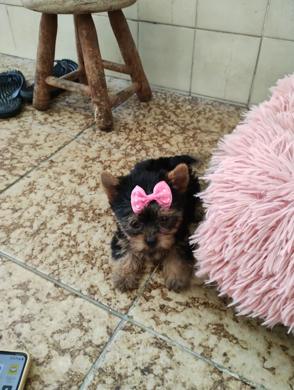 Fêmea disponível  - Foto 2