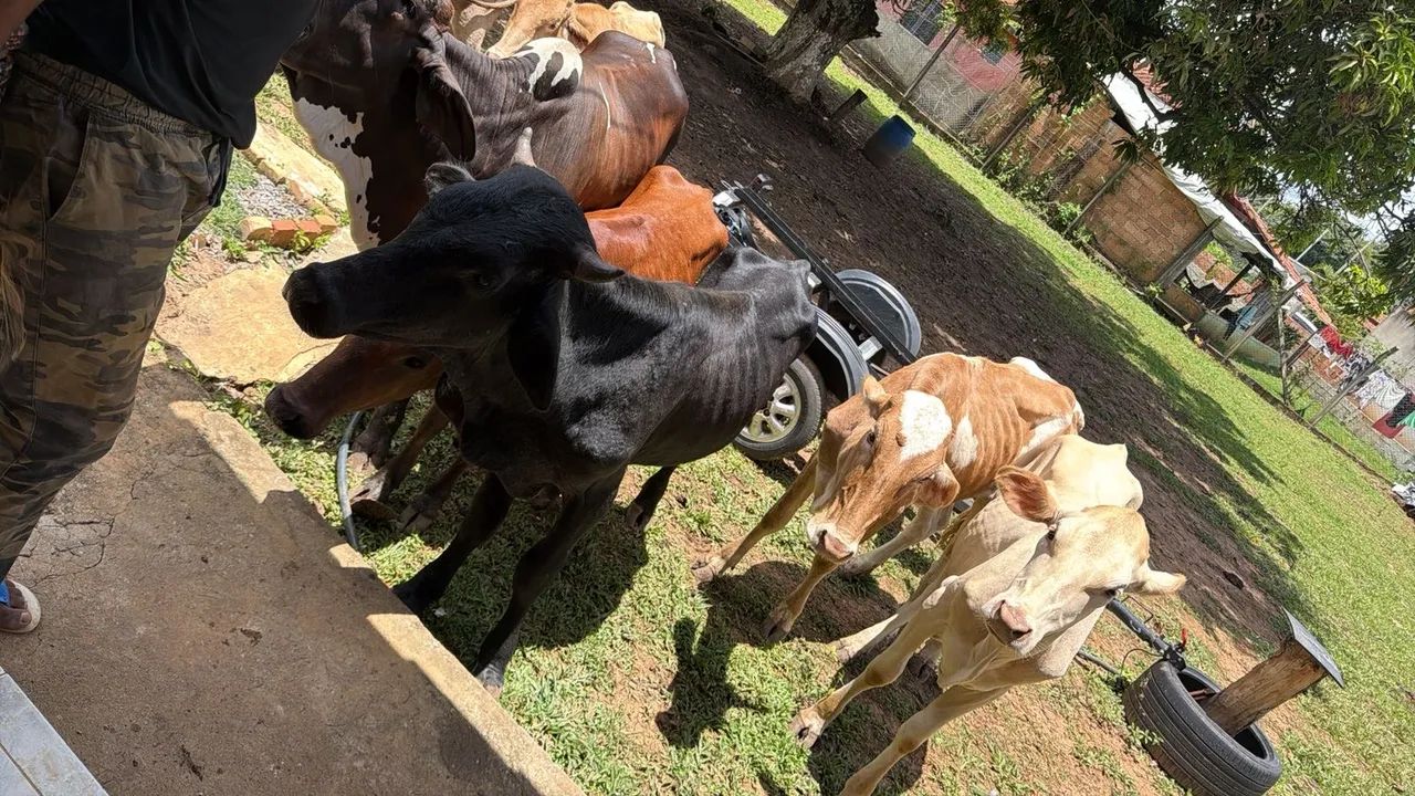 Vaca e boi 