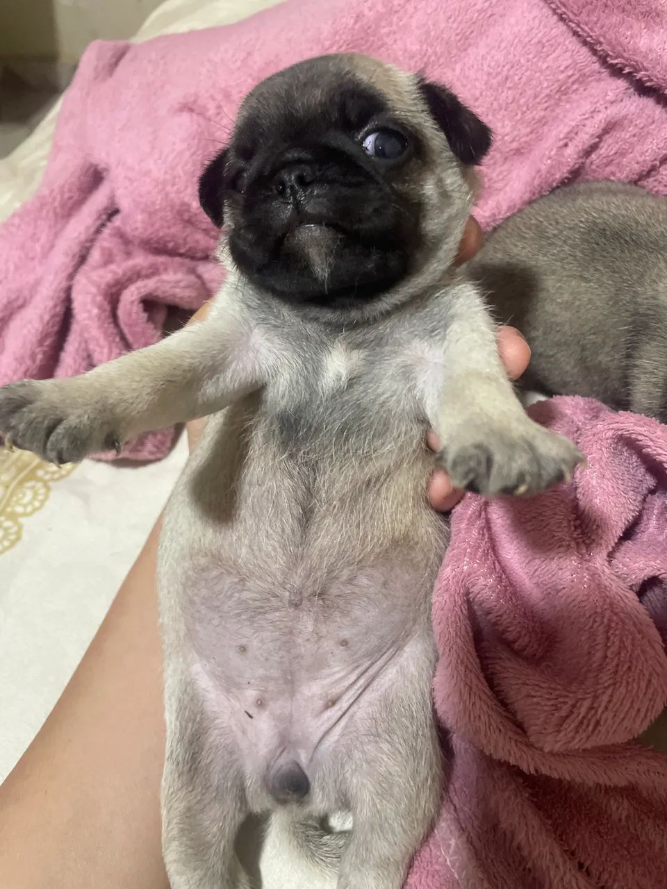 Pug Fêmea - Foto 2