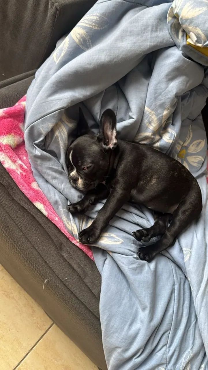 Bulldog Francês - Foto 3
