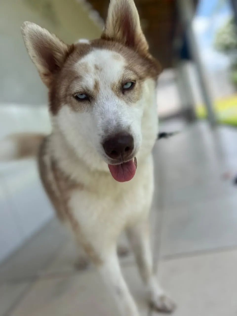 Husk siberiano 