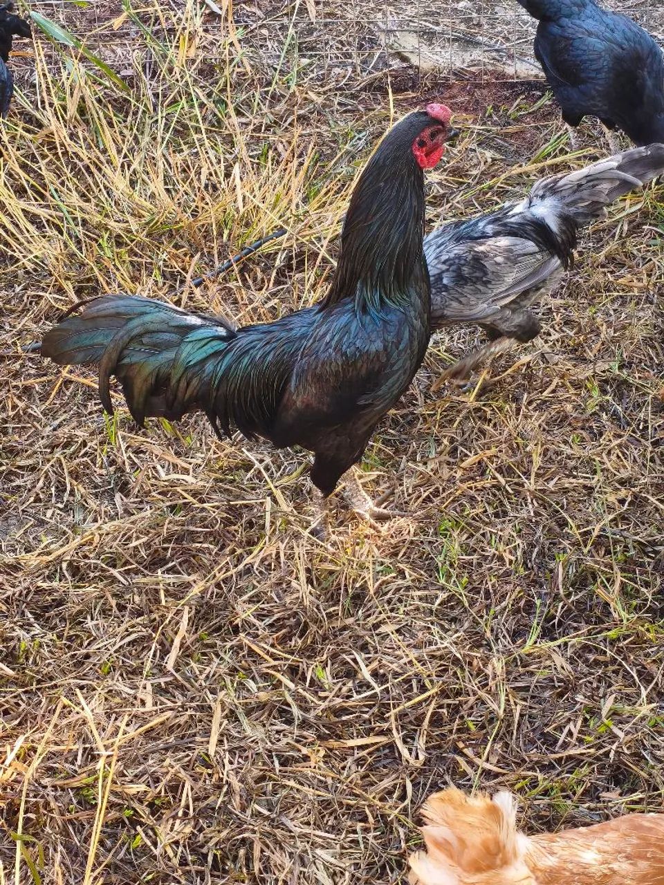 Galo sumatra Blue e black - Foto 3