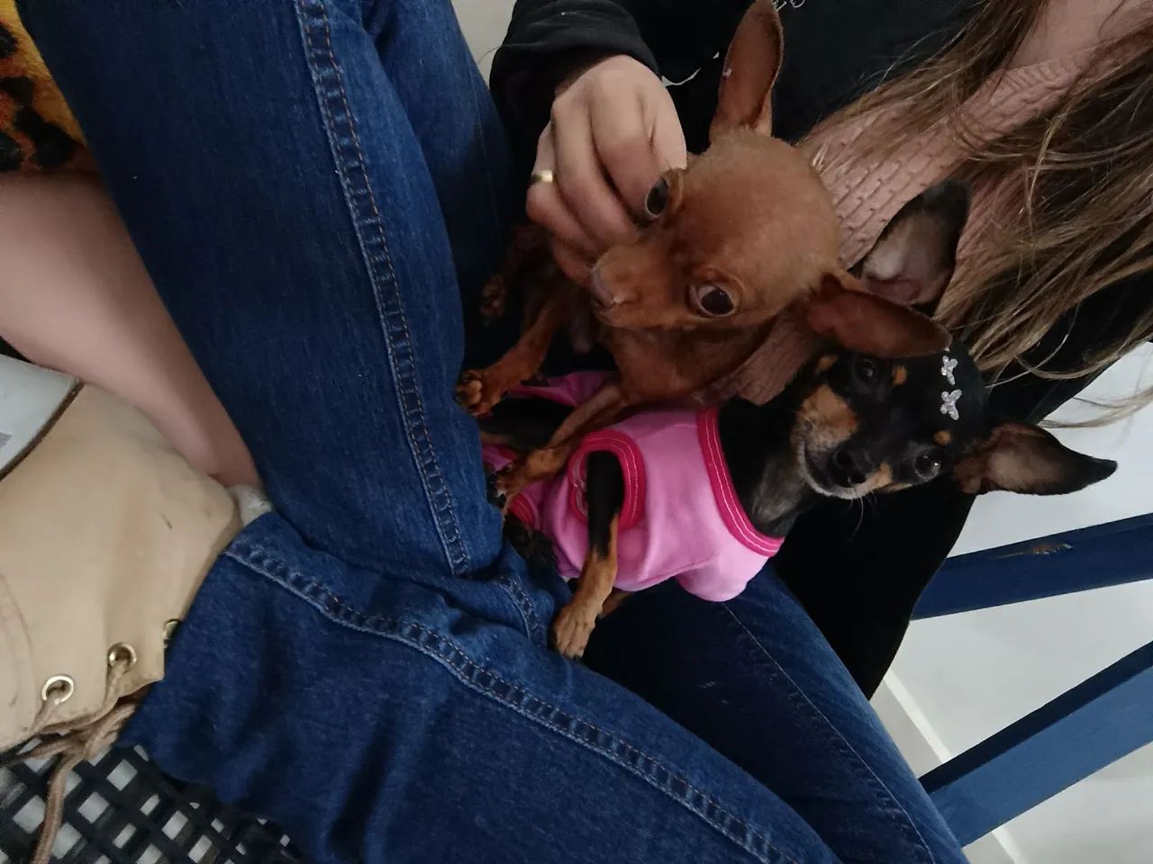 Filhotes de Pinscher 0