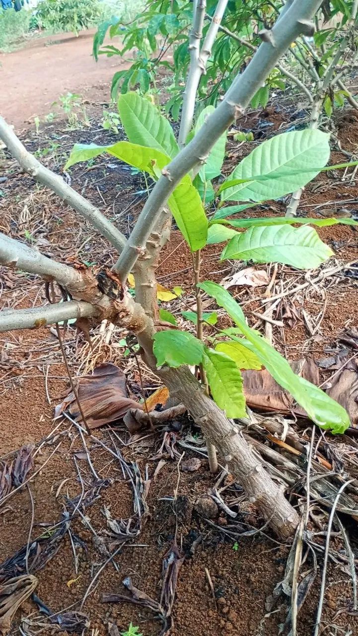 Sítio venda ou troca  - Foto 3