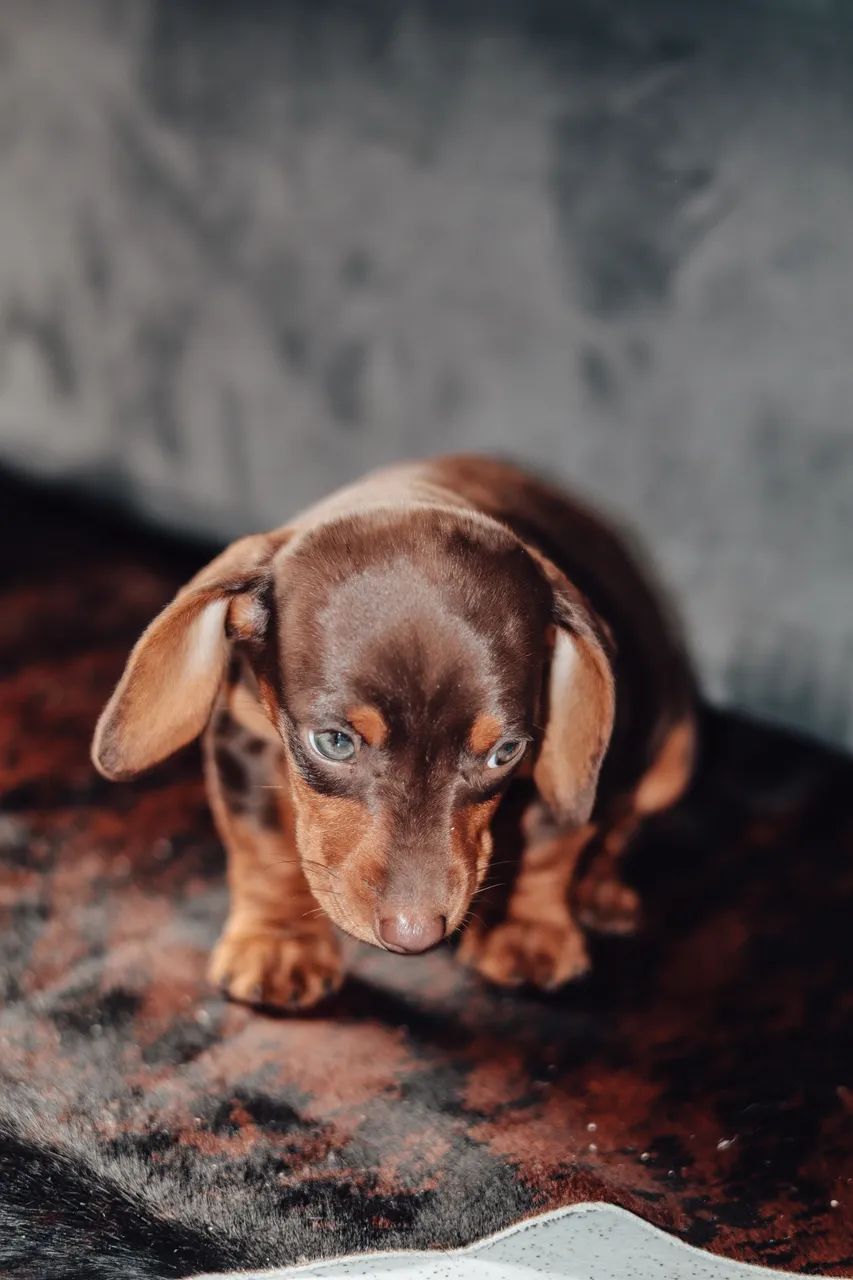 Dachshund  - Foto 5