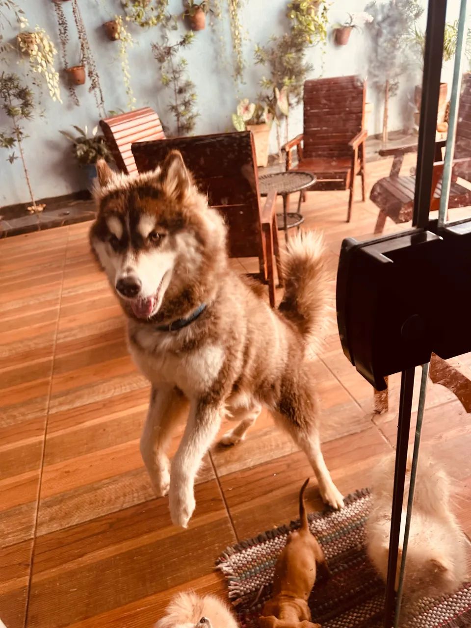 Husky siberiano fêmea cruza  - Foto 4