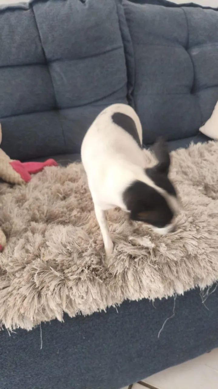 Animais  - Foto 2