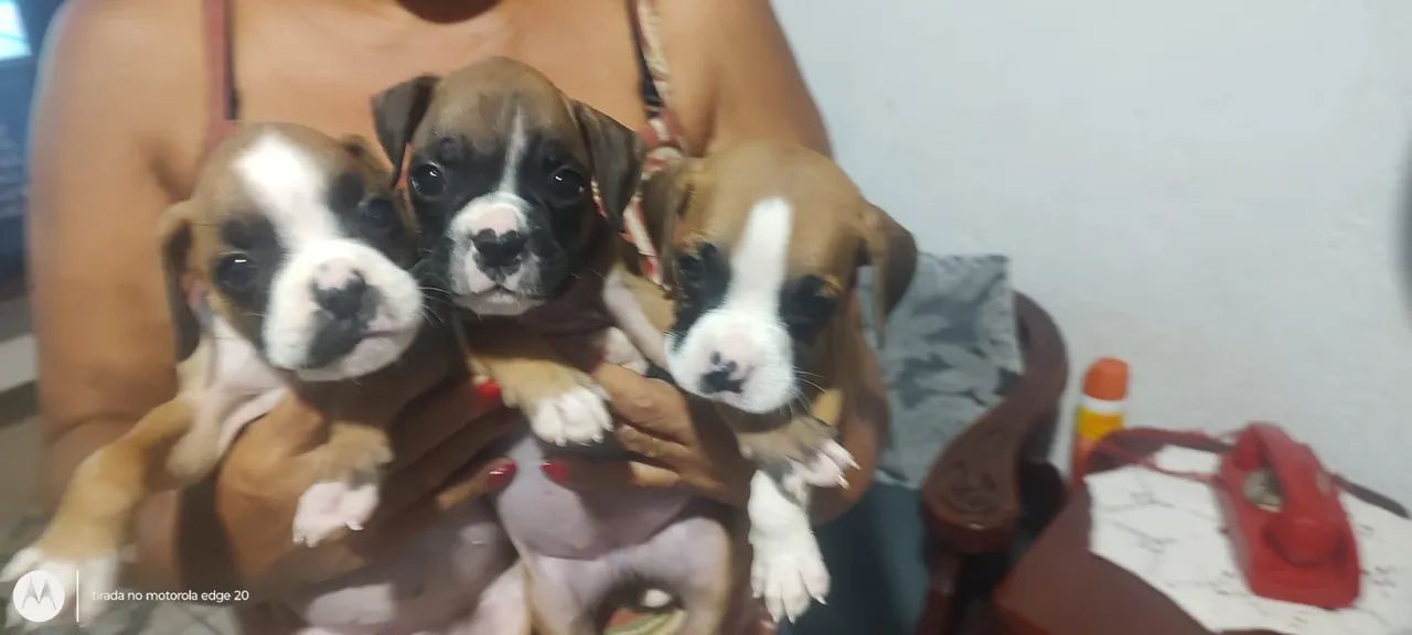Boxer marcação diferente 