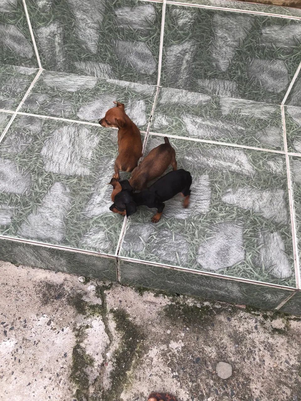 Cachorro Pinscher marcho n1