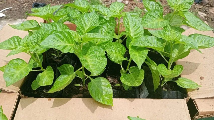 Mudas de Pimenta de Cheiro do Norte - Foto 3