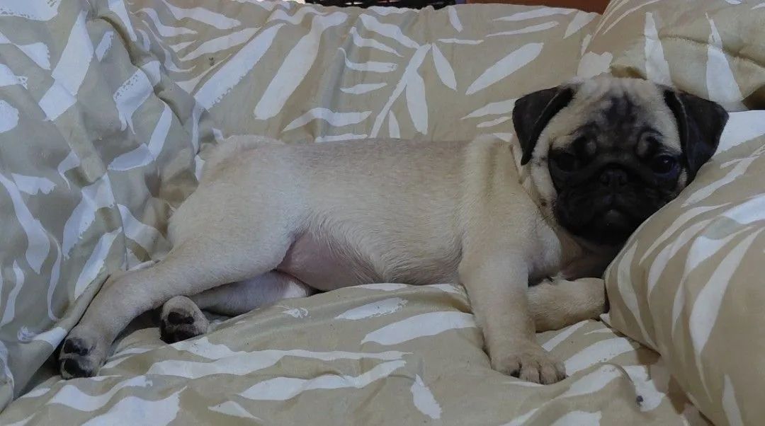 Pug Macho 