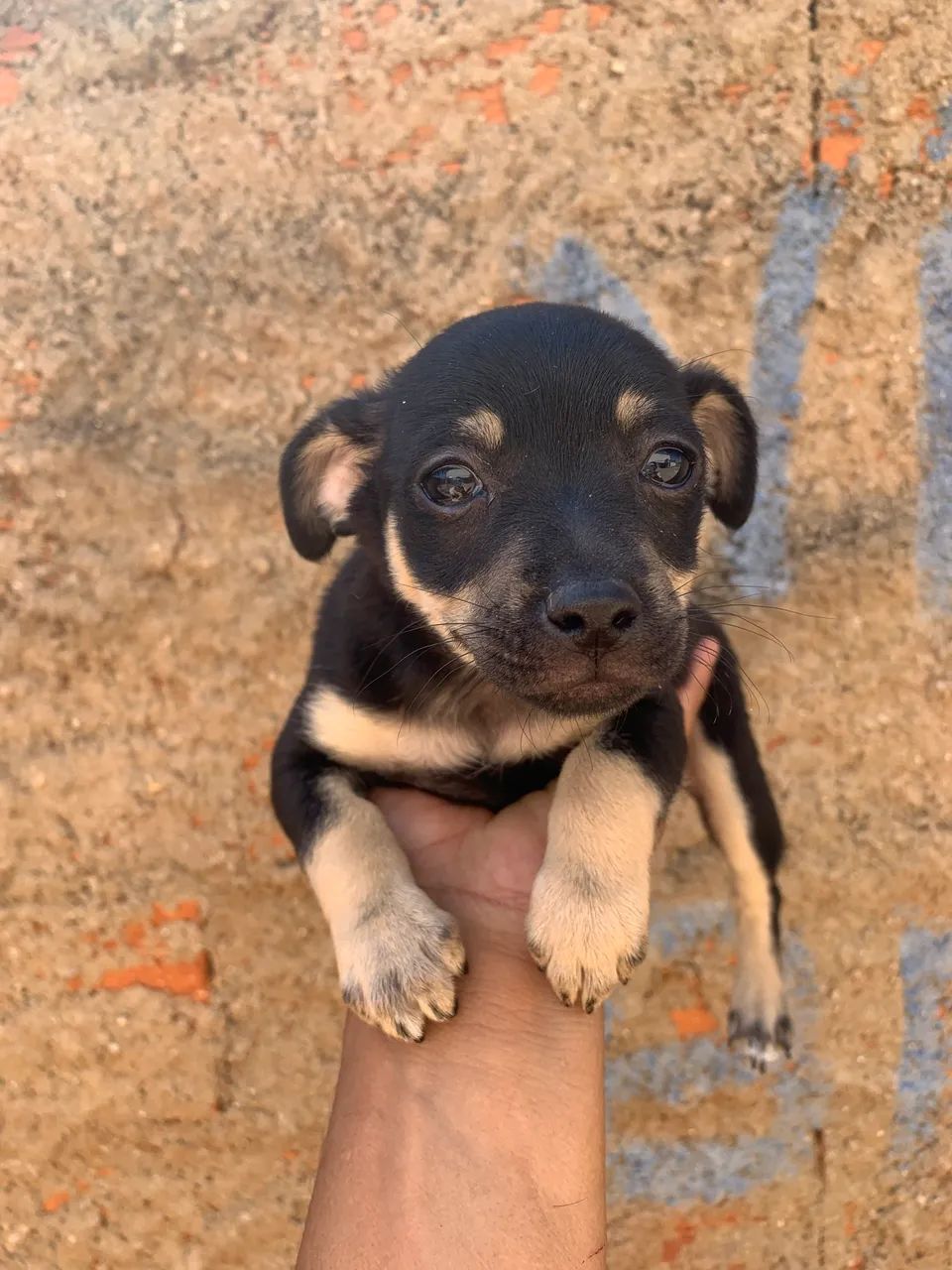 Pinscher macho - Foto 3