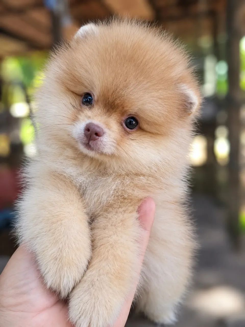 Spitz alemão macho  - Foto 2