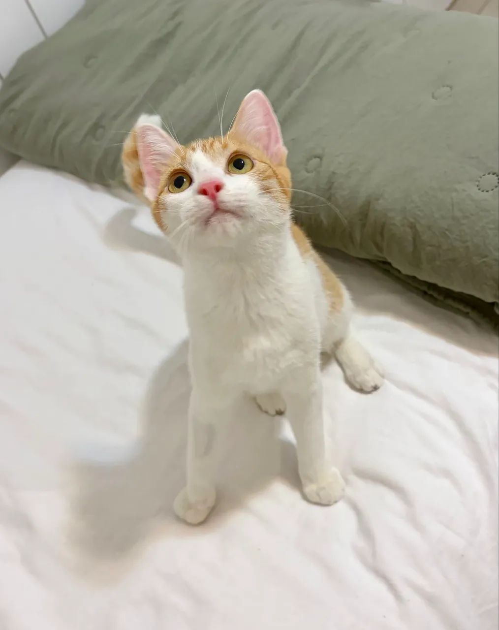 Fêmea de 6 Meses Castrada para Adoção 