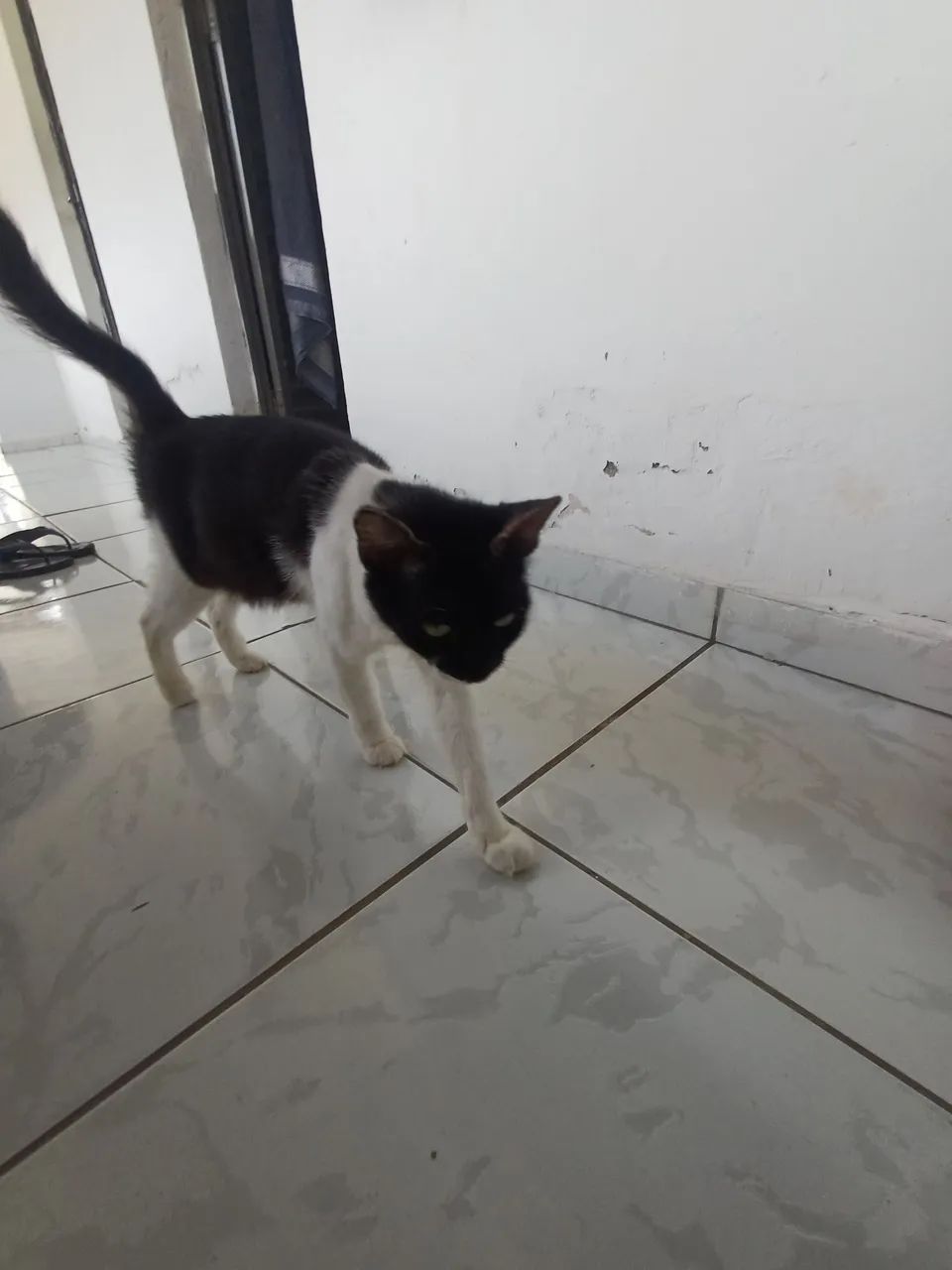 Doa-se uma gata 