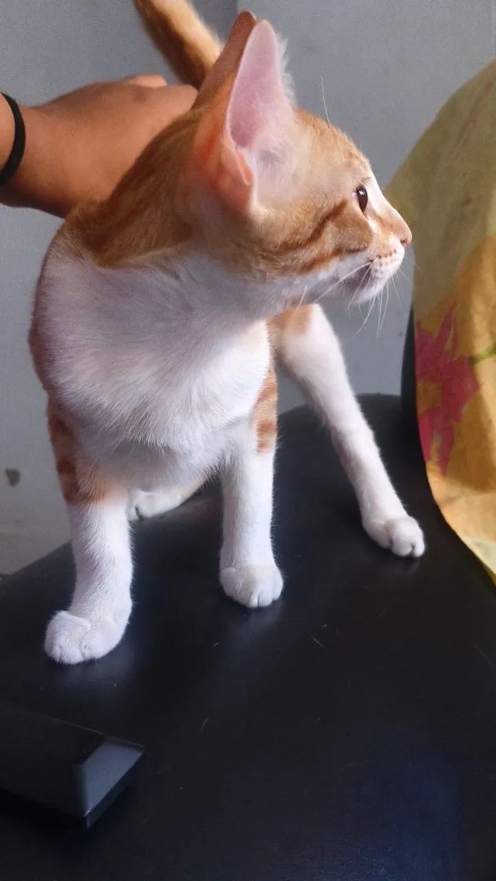 ADOÇÃO RESPONSÁVEL  - Foto 2