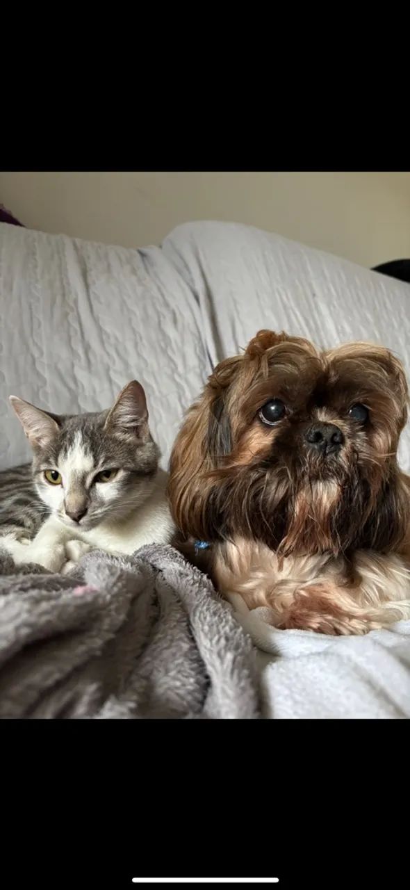 Pet Sitter - Cuidadora de Cães e Gatos  - Foto 2