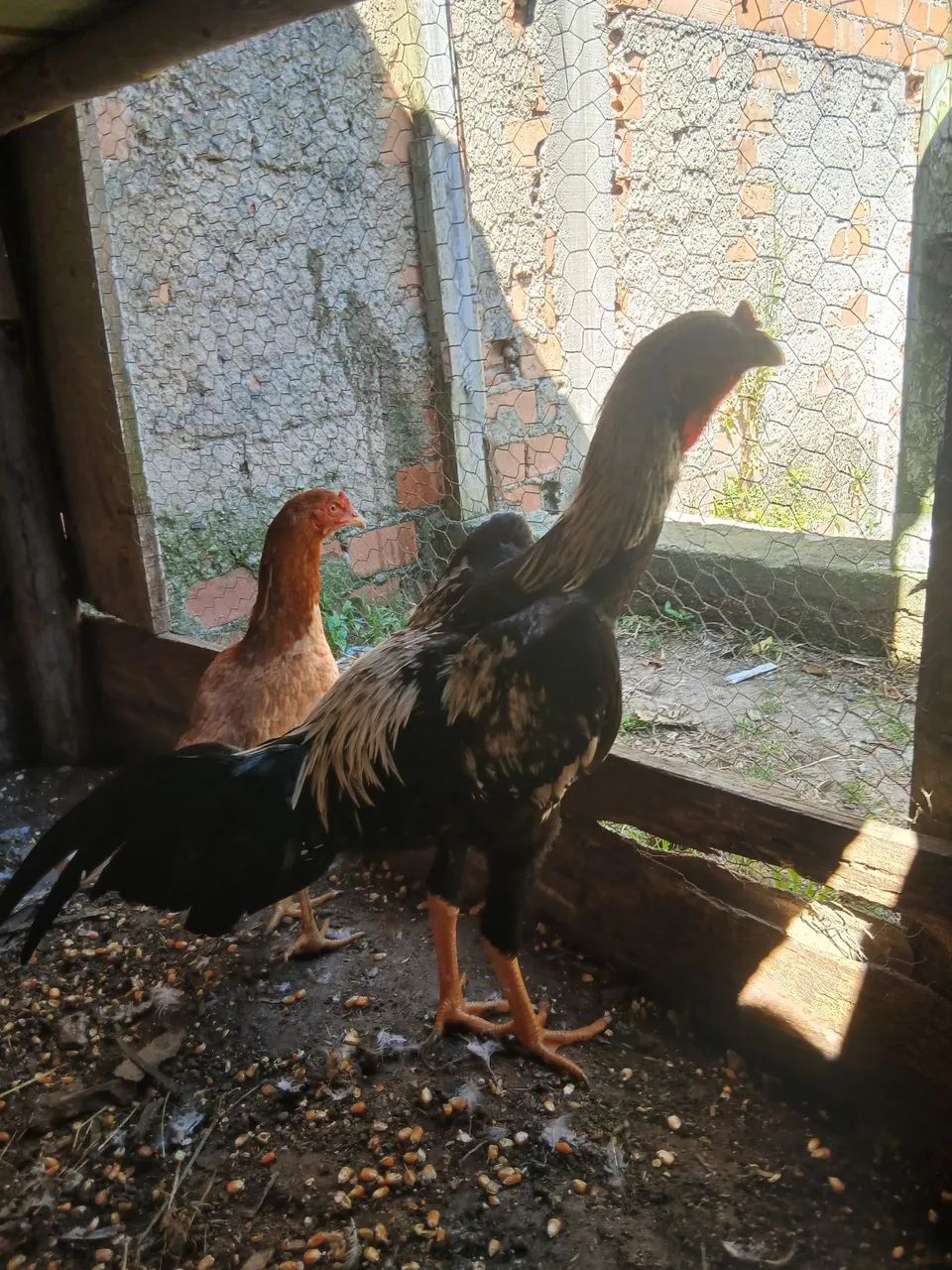 Galos - Foto 4